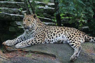 Tallinnan eläintarha Tallinn Zoo leopardi liput ABCmatkatoimisto